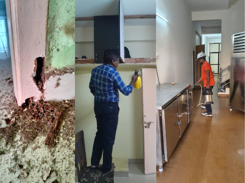 Pest Control Gallery 3